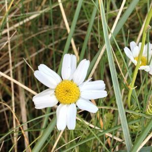 Meet your Posher, Helene